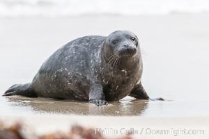 Pacific harbor seal pup, Phoca vitulina richardsi, La Jolla, California