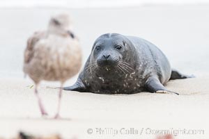 Pacific harbor seal pup watches a seagull, Phoca vitulina richardsi, La Jolla, California