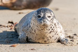 Pacific harbor seal pup, Phoca vitulina richardsi, La Jolla, California