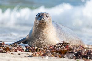 Pacific harbor seal, Phoca vitulina richardsi, La Jolla, California