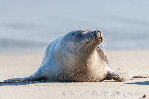 Pacific harbor seal, Phoca vitulina richardsi, La Jolla, California