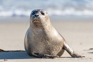 Pacific harbor seal, Phoca vitulina richardsi, La Jolla, California