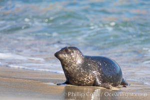 A Pacific harbor seal hauls out on a sandy beach.  This group of harbor seals, which has formed a breeding colony at a small but popular beach near San Diego, is at the center of considerable controversy.  While harbor seals are protected from harassment by the Marine Mammal Protection Act and other legislation, local interests would like to see the seals leave so that people can resume using the beach, Phoca vitulina richardsi, La Jolla, California