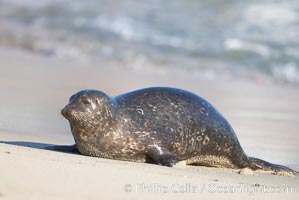 A Pacific harbor seal hauls out on a sandy beach.  This group of harbor seals, which has formed a breeding colony at a small but popular beach near San Diego, is at the center of considerable controversy.  While harbor seals are protected from harassment by the Marine Mammal Protection Act and other legislation, local interests would like to see the seals leave so that people can resume using the beach, Phoca vitulina richardsi, La Jolla, California