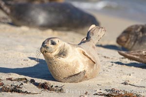 A Pacific harbor seal hauls out on a sandy beach.  This group of harbor seals, which has formed a breeding colony at a small but popular beach near San Diego, is at the center of considerable controversy.  While harbor seals are protected from harassment by the Marine Mammal Protection Act and other legislation, local interests would like to see the seals leave so that people can resume using the beach, Phoca vitulina richardsi, La Jolla, California