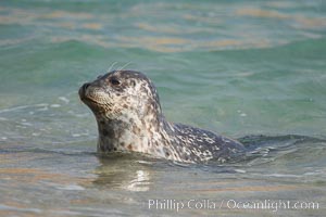 A Pacific harbor seal hauls out on a sandy beach.  This group of harbor seals, which has formed a breeding colony at a small but popular beach near San Diego, is at the center of considerable controversy.  While harbor seals are protected from harassment by the Marine Mammal Protection Act and other legislation, local interests would like to see the seals leave so that people can resume using the beach, Phoca vitulina richardsi, La Jolla, California