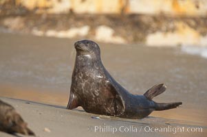 A Pacific harbor seal hauls out on a sandy beach.  This group of harbor seals, which has formed a breeding colony at a small but popular beach near San Diego, is at the center of considerable controversy.  While harbor seals are protected from harassment by the Marine Mammal Protection Act and other legislation, local interests would like to see the seals leave so that people can resume using the beach, Phoca vitulina richardsi, La Jolla, California