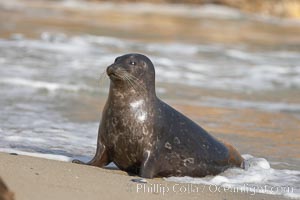 A Pacific harbor seal hauls out on a sandy beach.  This group of harbor seals, which has formed a breeding colony at a small but popular beach near San Diego, is at the center of considerable controversy.  While harbor seals are protected from harassment by the Marine Mammal Protection Act and other legislation, local interests would like to see the seals leave so that people can resume using the beach, Phoca vitulina richardsi, La Jolla, California