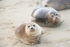 Pacific harbor seals hauled out on a sandy beach.  This group of harbor seals, which has formed a breeding colony at a small but popular beach near San Diego, is at the center of considerable controversy.  While harbor seals are protected from harassment by the Marine Mammal Protection Act and other legislation, local interests would like to see the seals leave so that people can resume using the beach, Phoca vitulina richardsi, La Jolla, California