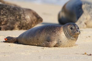 Pacific harbor seal, juvenile, with research identification tag on hind flipper.  Childrens Pool, Phoca vitulina richardsi, La Jolla, California