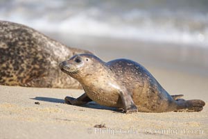 Pacific harbor seal, juvenile, Childrens Pool. La Jolla, California, USA, Phoca vitulina richardsi, natural history stock photograph, photo id 18265
