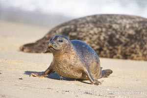 Pacific harbor seal, juvenile, Childrens Pool, Phoca vitulina richardsi, La Jolla, California