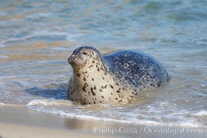 Pacific harbor seal, Childrens Pool, Phoca vitulina richardsi, La Jolla, California