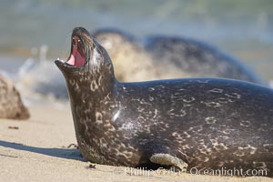 Pacific harbor seal, open mouth, yawning, Childrens Pool, Phoca vitulina richardsi, La Jolla, California