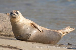 Pacific harbor seal, Childrens Pool, Phoca vitulina richardsi, La Jolla, California