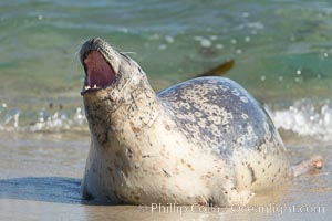 Pacific harbor seal, wounds about neck and face, Childrens Pool, Phoca vitulina richardsi, La Jolla, California