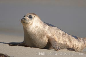 Pacific harbor seal, Childrens Pool, Phoca vitulina richardsi, La Jolla, California