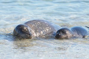 Pacific harbor seal, mother and pup, Childrens Pool, Phoca vitulina richardsi, La Jolla, California