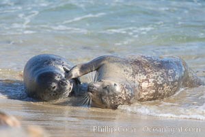 Pacific harbor seal, mother and pup, Childrens Pool, Phoca vitulina richardsi, La Jolla, California