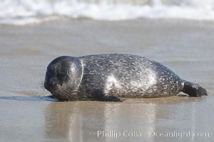 Pacific harbor seal pup, Childrens Pool, Phoca vitulina richardsi, La Jolla, California