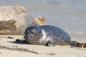 Pacific harbor seal pup, Childrens Pool, Phoca vitulina richardsi, La Jolla, California