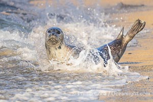 Pacific harbor seal profile portrait on wet gold-colored sandy beach at sunrise in La Jolla