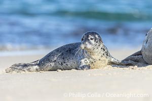 Pacific Harbor Seal Pup About Two Weeks Old, hauled out on a white sand beach along the coast of San Diego. This young seal will be weaned off its mothers milk and care when it is about four to six weeks old, and before that time it must learn how to forage for food on its own, a very difficult time for a young seal, Phoca vitulina richardsi, La Jolla, California