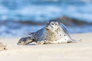 Pacific Harbor Seal Pup About Two Weeks Old, hauled out on a white sand beach along the coast of San Diego. This young seal will be weaned off its mothers milk and care when it is about four to six weeks old, and before that time it must learn how to forage for food on its own, a very difficult time for a young seal, Phoca vitulina richardsi, La Jolla, California