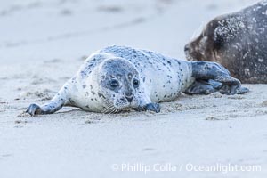 Pacific Harbor Seal Pup About Two Weeks Old, hauled out on a white sand beach along the coast of San Diego. This young seal will be weaned off its mothers milk and care when it is about four to six weeks old, and before that time it must learn how to forage for food on its own, a very difficult time for a young seal, Phoca vitulina richardsi, La Jolla, California