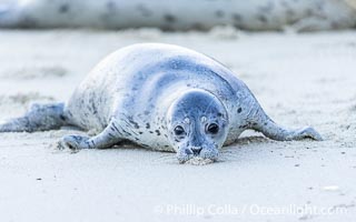 Pacific Harbor Seal Pup About Two Weeks Old, hauled out on a white sand beach along the coast of San Diego. This young seal will be weaned off its mothers milk and care when it is about four to six weeks old, and before that time it must learn how to forage for food on its own, a very difficult time for a young seal, Phoca vitulina richardsi, La Jolla, California