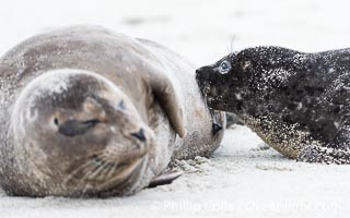 A young Pacific Harbor Seal pup nursing.  Mother harbor seals will only nurse their pups for about four to six weeks, at which point the small seal is weaned and must begin to forage and fend for itself.  That short period of time is crucial for the young seal to learn how to hunt, socialize and swim, Phoca vitulina richardsi, La Jolla, California