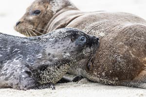 A young Pacific Harbor Seal pup nursing.  Mother harbor seals will only nurse their pups for about four to six weeks, at which point the small seal is weaned and must begin to forage and fend for itself.  That short period of time is crucial for the young seal to learn how to hunt, socialize and swim, Phoca vitulina richardsi, La Jolla, California