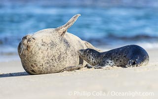 A young Pacific Harbor Seal pup nursing.  Mother harbor seals will only nurse their pups for about four to six weeks, at which point the small seal is weaned and must begin to forage and fend for itself.  That short period of time is crucial for the young seal to learn how to hunt, socialize and swim, Phoca vitulina richardsi, La Jolla, California