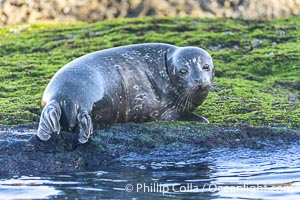 Pacific harbor seal resting on rocky reef, La Jolla, Phoca vitulina richardsi