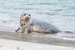 Pacific Harbor Seal on sand, Childrens Pool, La Jolla, Phoca vitulina richardsi