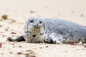Pacific Harbor Seal on sand, Childrens Pool, La Jolla, Phoca vitulina richardsi