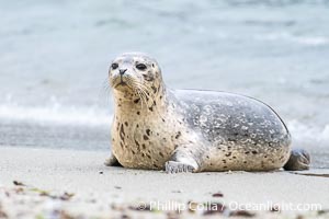 Pacific Harbor Seal on sand, Childrens Pool, La Jolla, Phoca vitulina richardsi