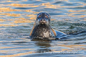 Pacific harbor seal in shallow water, on sand at the edge of the sea, La Jolla, California