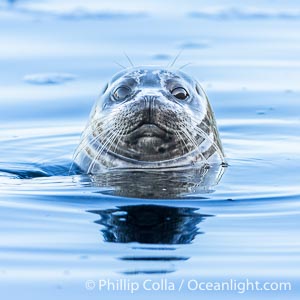 Pacific Harbor Seal spyhopping, La Jolla, Phoca vitulina richardsi