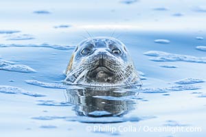 Pacific Harbor Seal spyhopping, La Jolla, Phoca vitulina richardsi