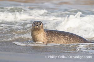 Pacific harbor seal in surf on sandy beach in La Jolla