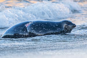 Pacific harbor seal with severe wound on its flanks, La Jolla