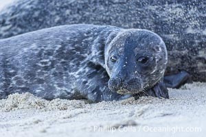 Pacific Harbor Seal Young Newborn Pup, on the beach at the Children's Pool in La Jolla, Phoca vitulina richardsi