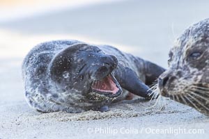 Pacific Harbor Seal Young Newborn Pup, yawning on the beach at the Children's Pool in La Jolla, Phoca vitulina richardsi