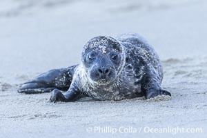 Pacific Harbor Seal Young Newborn Pup, born just hours before on the beach at the Children's Pool in La Jolla, Phoca vitulina richardsi