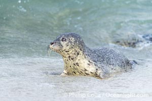 Pacific Harbor Seal Young Newborn Pup, on the beach at the Children's Pool in La Jolla, Phoca vitulina richardsi