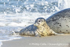 Pacific Harbor Seal Young Young Pup, only days old, exiting the ocean, beside its mother on the beach at the Children's Pool in La Jolla, Phoca vitulina richardsi