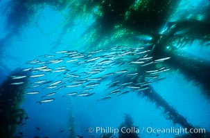 Jack mackerel schooling amid kelp forest.