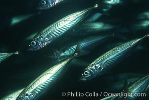 Jack mackerel. San Clemente Island, California, USA, Trachurus symmetricus, natural history stock photograph, photo id 00275