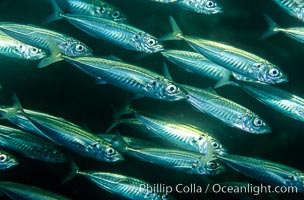 Jack mackerel schooling, Trachurus symmetricus, San Clemente Island